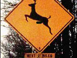 Warning: Deer Road Sign